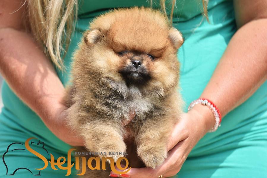 Pomeranac Boo čistokrvni