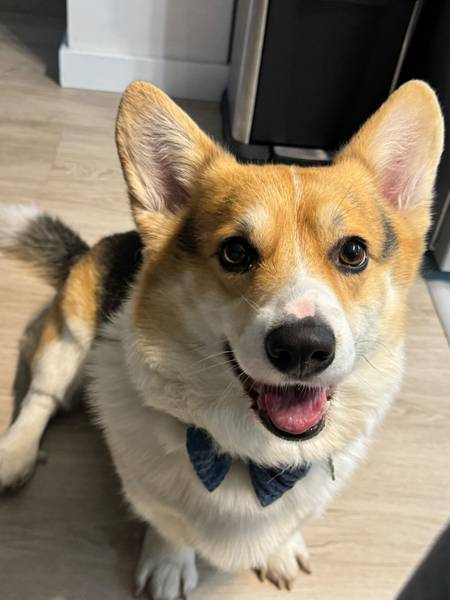 Velški Korgi (Welsh Corgi) 