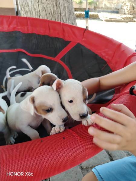 Jack russell terijer štenci
