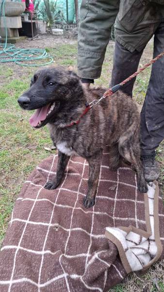 Udomljavanje mesanca malinoe