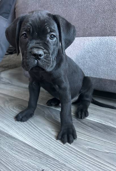 Cane Corso stenci