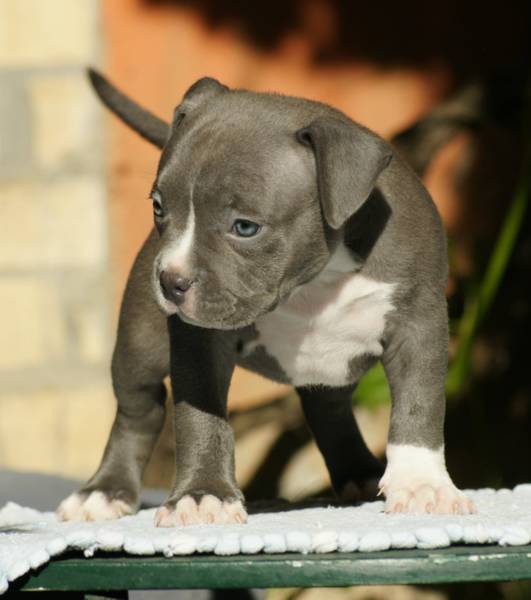 American bully  pocket 