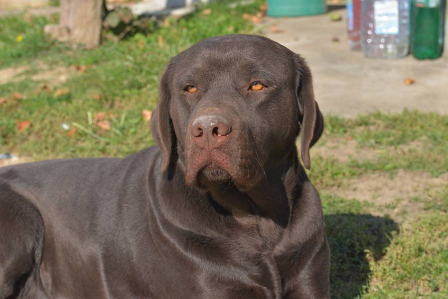 Labrador za parenje