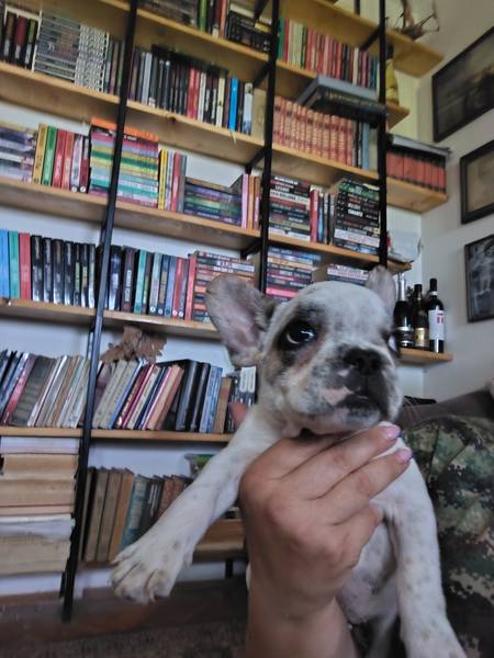 Francuski buldog 