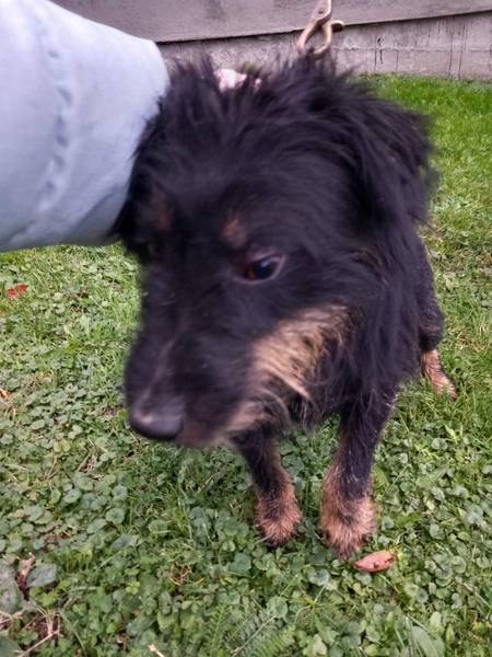 Nemacki terijer zenka