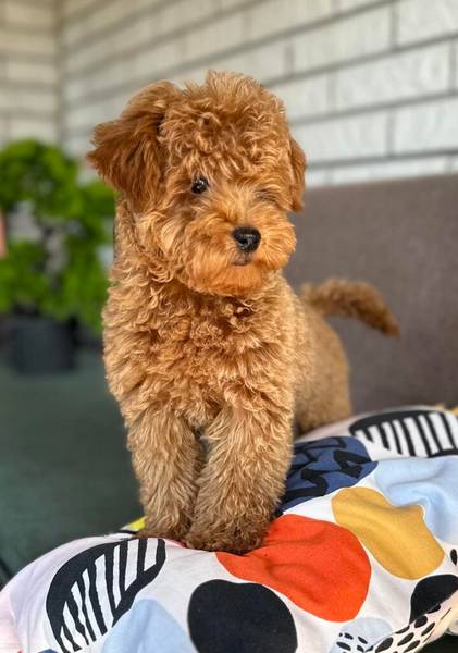 Toy Pudle na prodaju