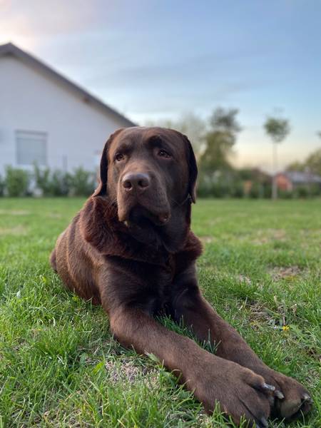 Mužjak  čokoladnog labradora traži ženku