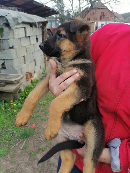 Stenad nemackog ovcara 