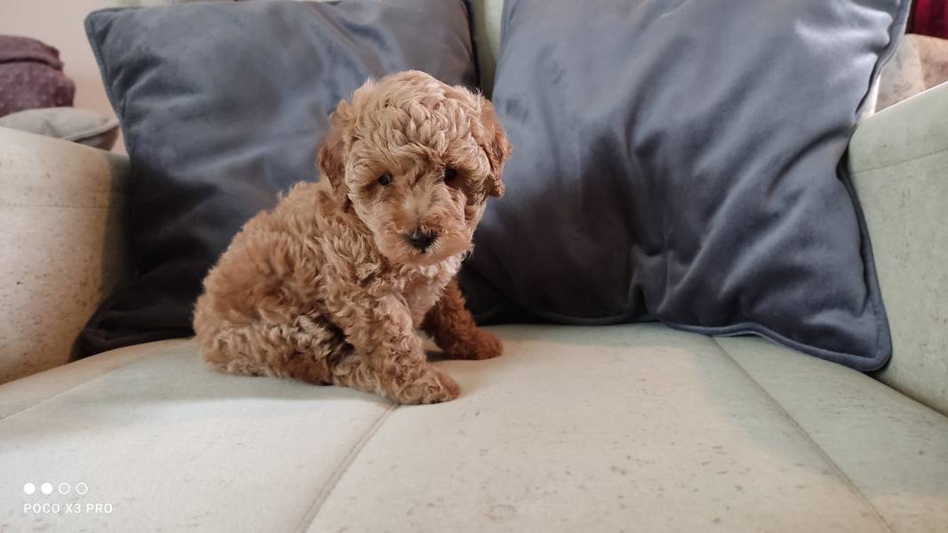Crvena Toy Pudla / Red Toy Poodle
