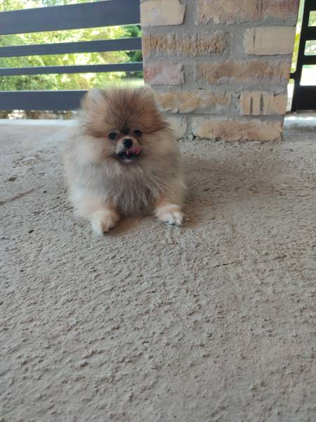 Pomeranac (Boo Pomeranian)