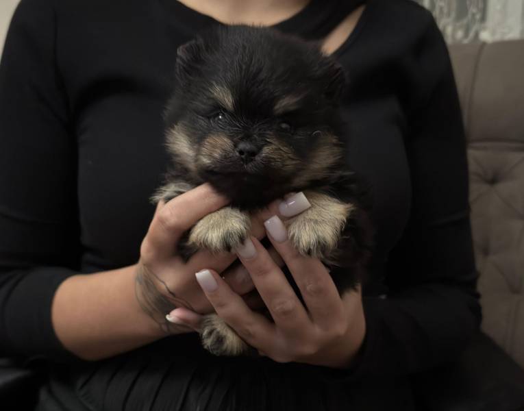 Pomeranci, Pomeranian BOO medvedici, Pomeranski Špic