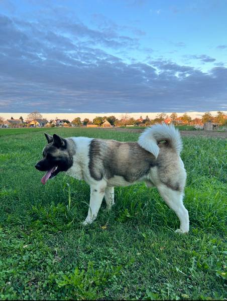 Americka Akita muzijak za parenje