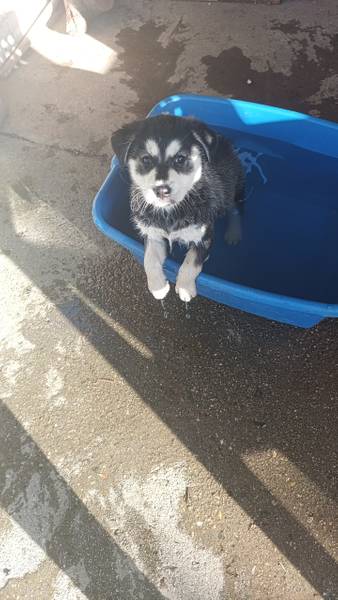 Labsky(mesanci haskija i labradora)