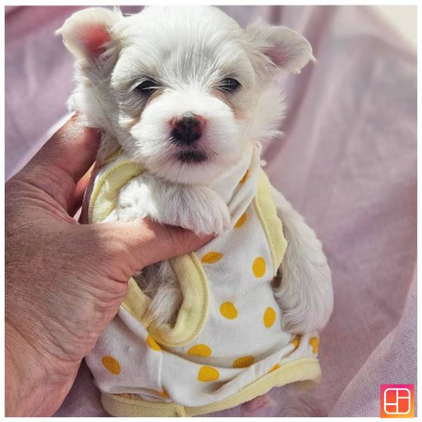 Prelep teacup deckic maltezera