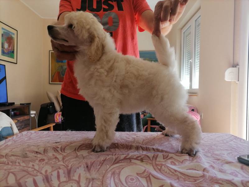 Štene srednje pudle na prodaju