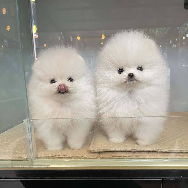 Pomeranian Puppies  Whatsapp +359882981794