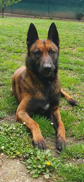 Mužjak malinoe za parenje