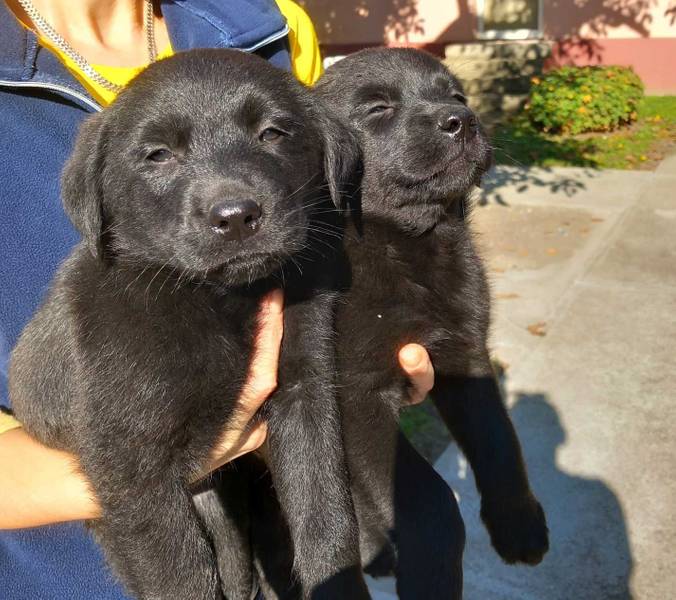 Prodajem dva muska steneta Labradora