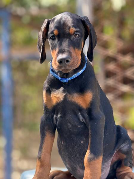 Prodaju se prelepi štenci dobermana