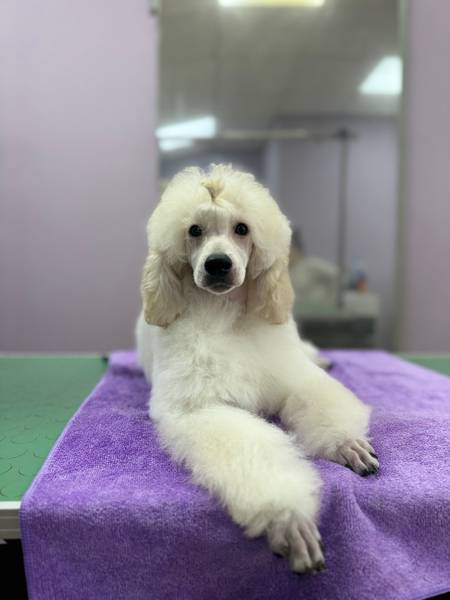 Štene srednje pudle šampionskog porekla 