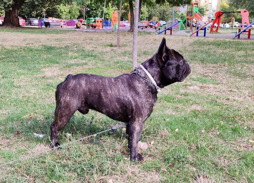 Francuski Buldog, mužjak.