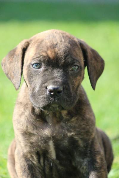 Cane Corso Kane Korso