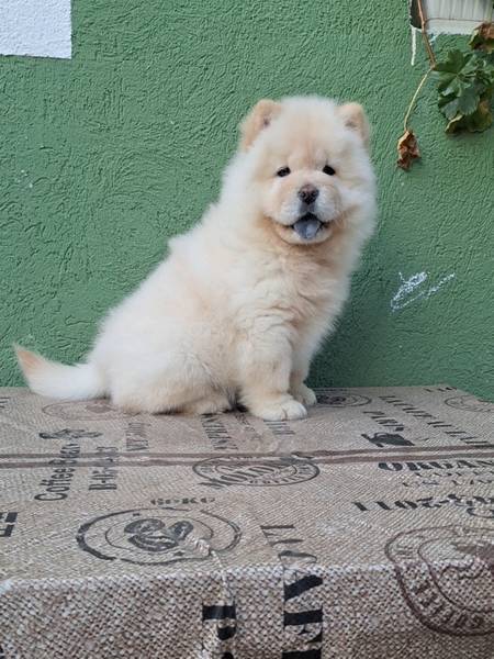 Chow chow 