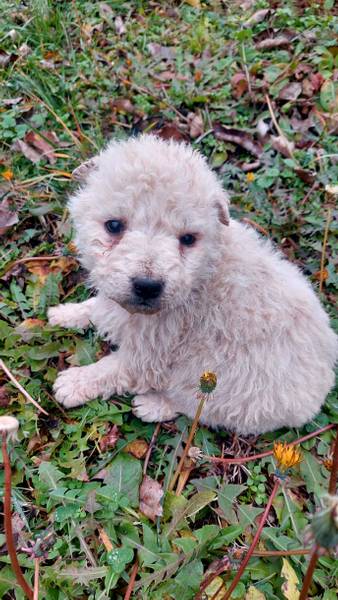 Prodajam stenad Vojvodjanskog pulina