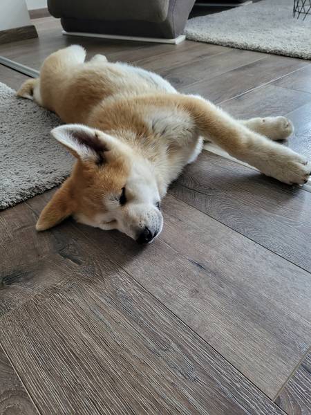 Japanska akita štenci