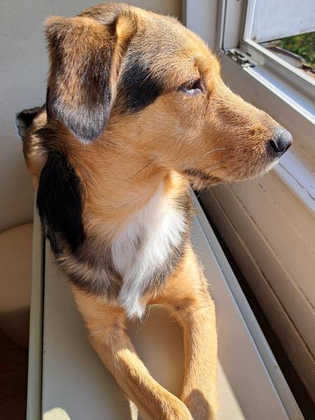 Anka traži svoj zauvek dom- nežna i dobra duša