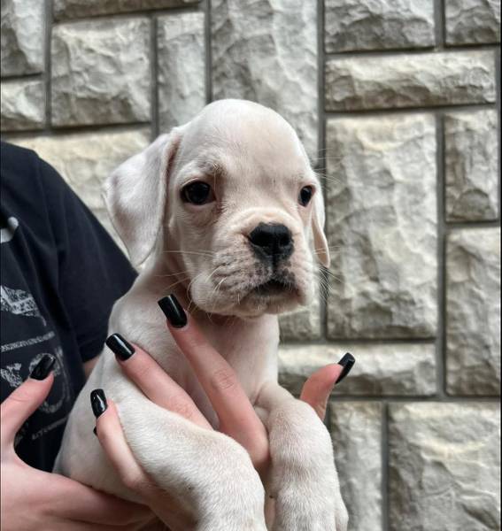 Na prodaju ženka nemačkog boxera