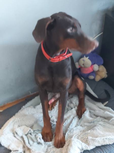 Doberman stenci