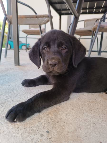 Štenci labrador retrivera