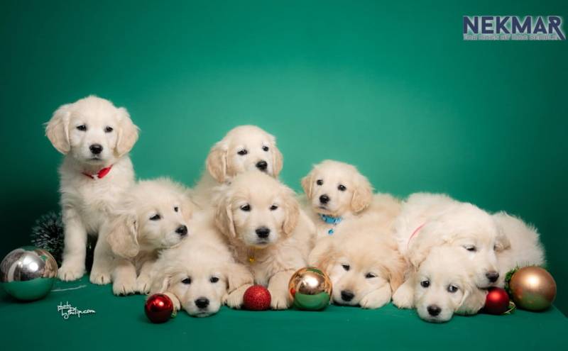 Dostupni za rezervaciju štenci Zlatnog retrivera