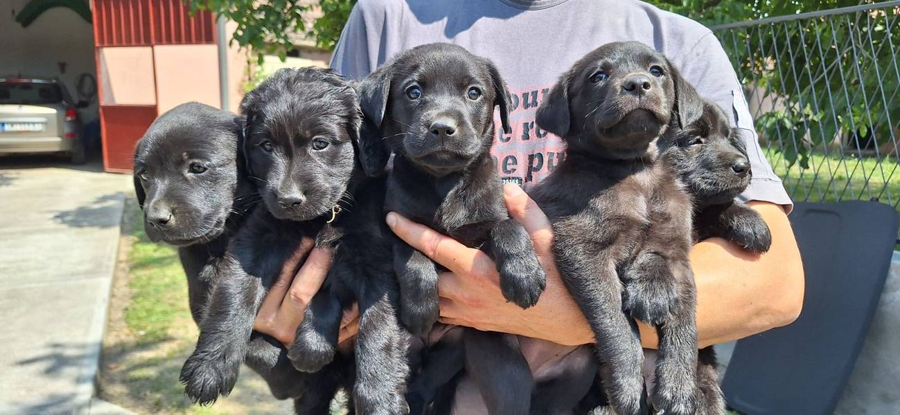 Prodajem stence Labradora