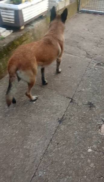 Belgijski Malina Muzjak za parenje