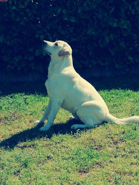 Da rodimo lepe bebe Labrador