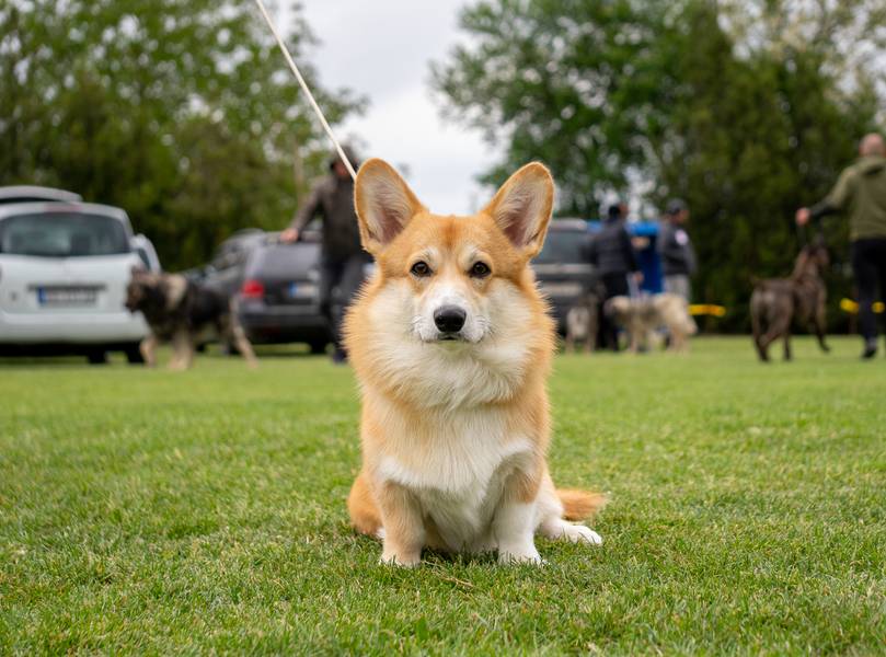 Welsh Corgi Pembroke (Velški Korgi Pembrok) - Mužjak za parenje