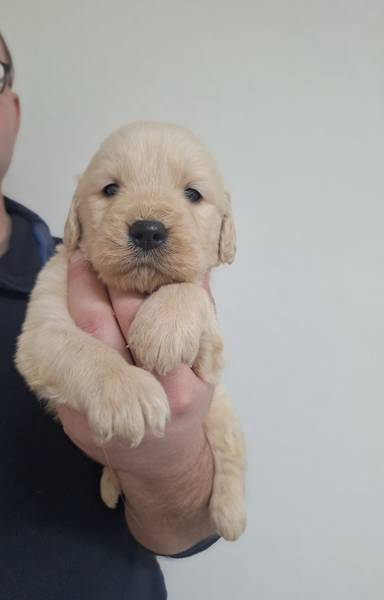 Štenci Zlatnog retrivera 