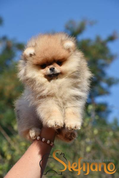 Pomeranac Boo