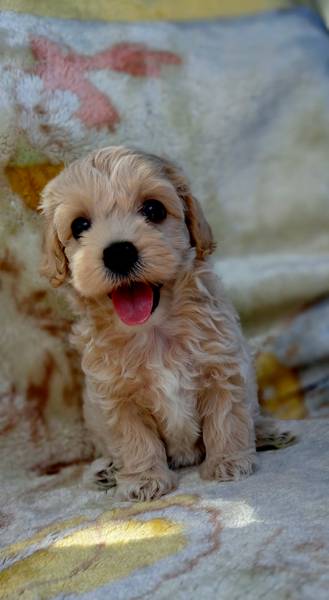 Maltipoo