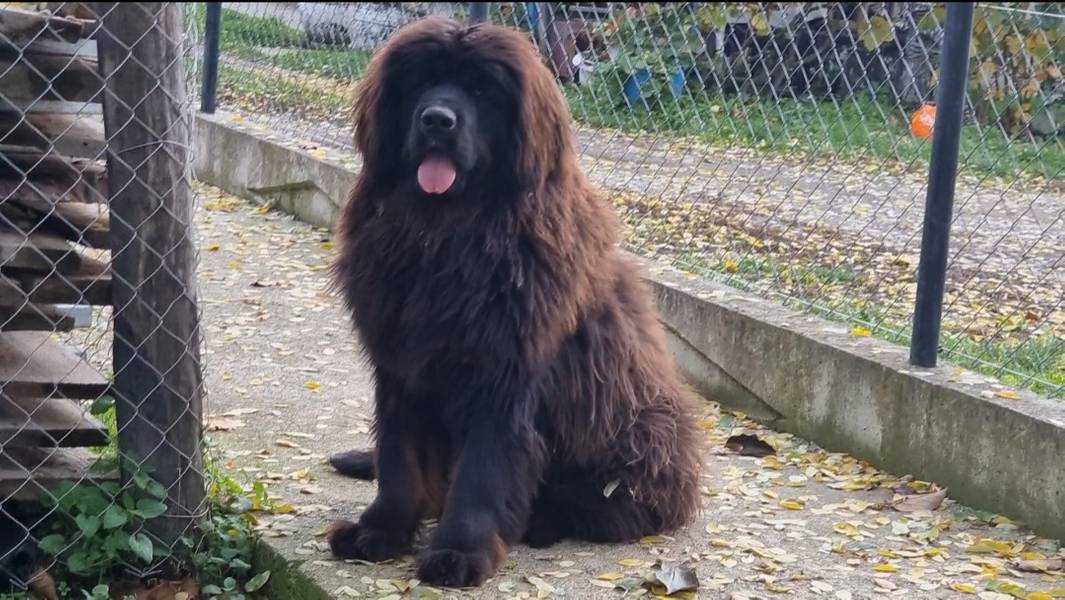 Tibetski Mastif muzjak