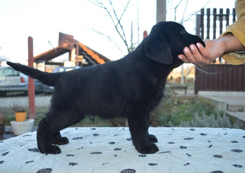Stenci labrador retrivera