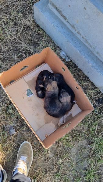 4 mala brata traže dom