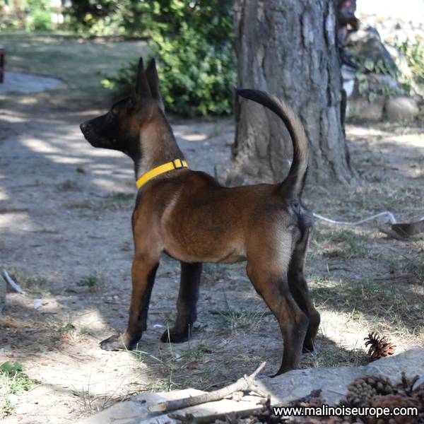 Stenci Malinoe
