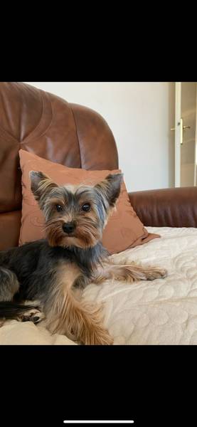 Suki – Jorkširski Terijer za Parenje (2 godine, 2.5 kg)