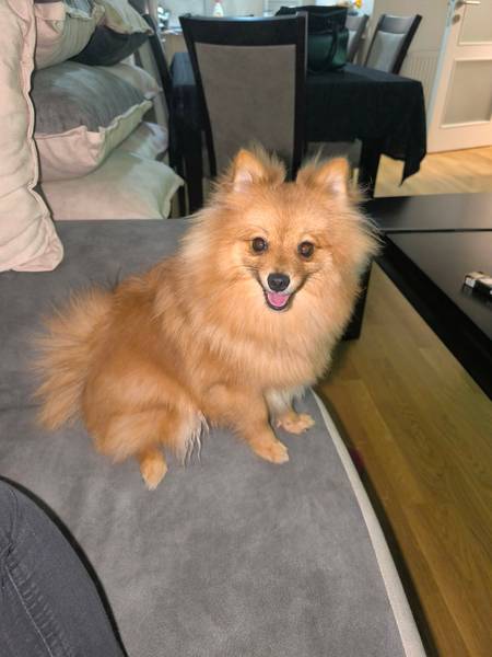 Pomeranac za parenje