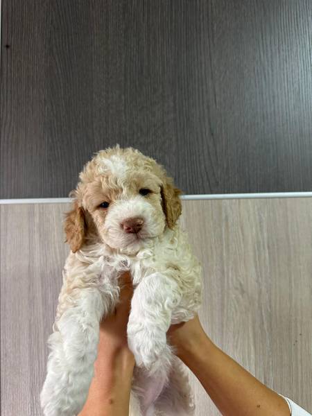 stenci lagoto romanjolo