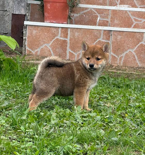 Shiba inu