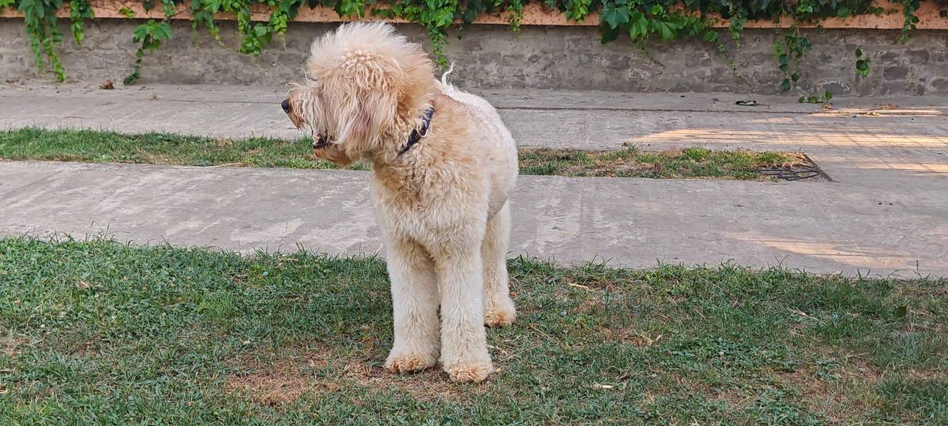 Labradoodle Džesi traži partnerku